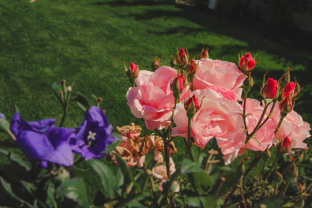 Róża Qeen Elizabeth wielokwiatowa